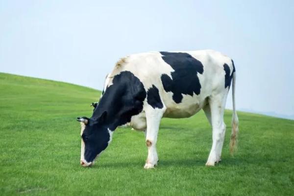乳行业数字化转型正当时：以退为进的2022，蓄势待发的2023